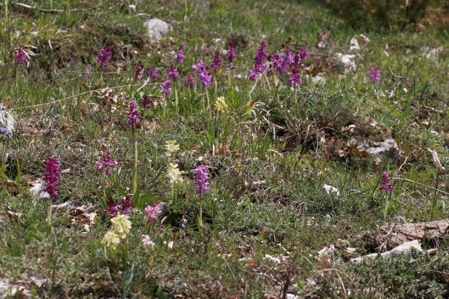 orchis pauciflora, mascula e ibridi